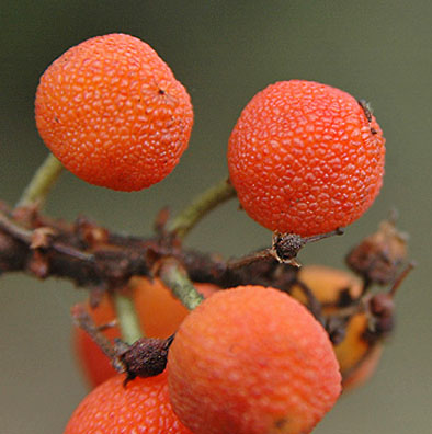 arbutus menziesii 3 graphic
